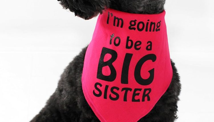 Midlee I'm Going to be a Big Sister Dog Bandana