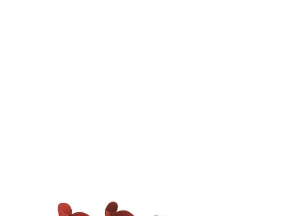 TULIP DEEP RED - MadeInUSA