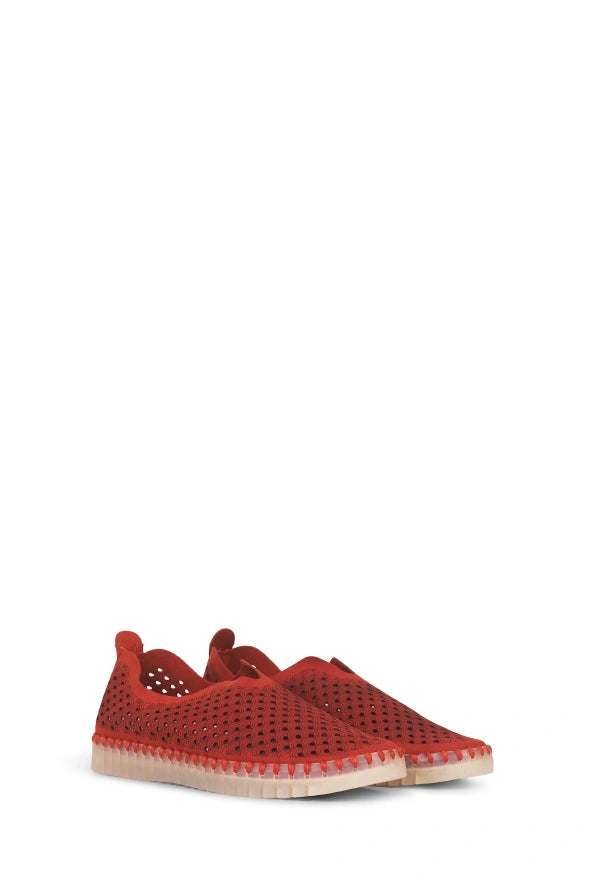 TULIP DEEP RED - MadeInUSA