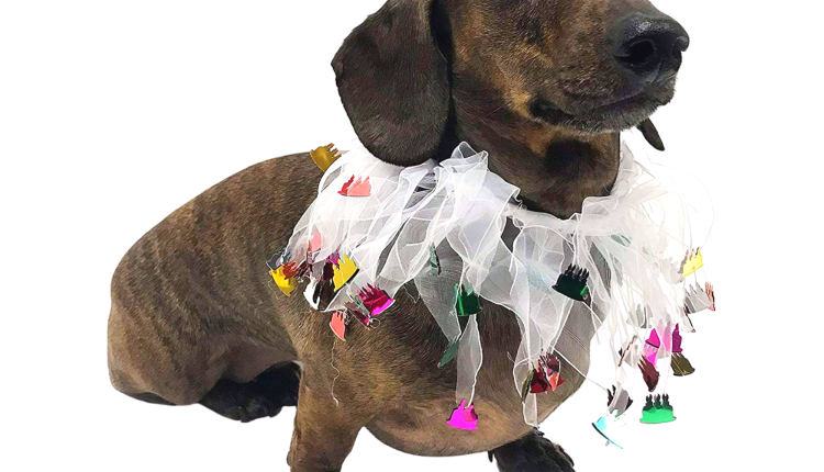 Midlee Birthday Cake Decorative Dog Collar