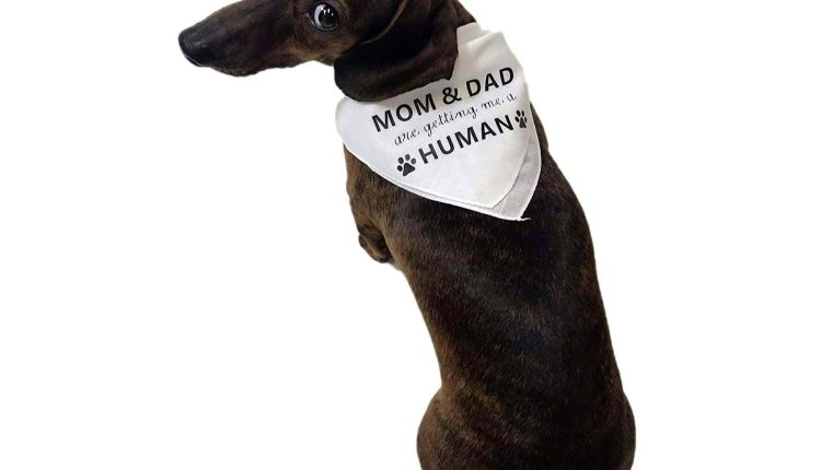 Midlee Mom & Dad are Getting me a Human Dog Bandana