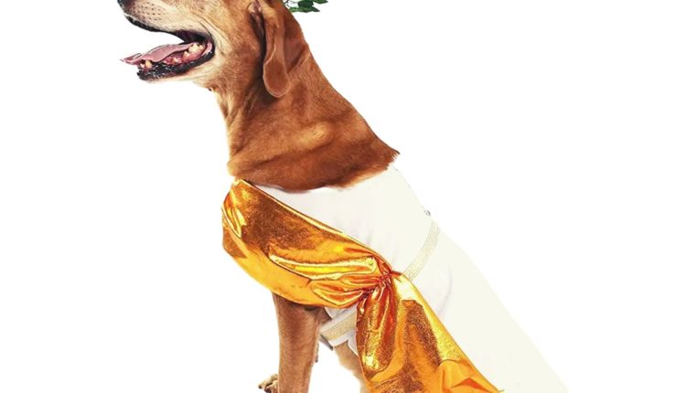 Midlee Toga Dog Costume
