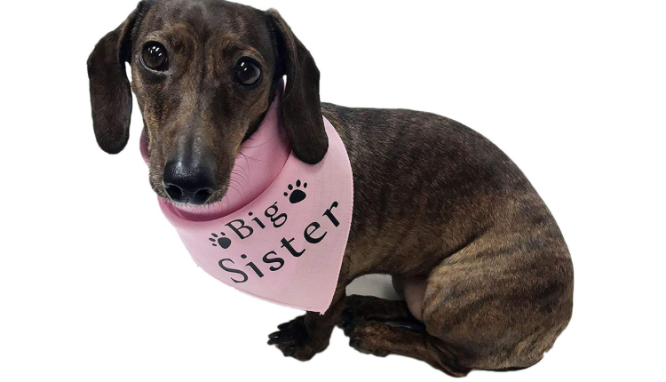 Midlee Big Sister Dog Bandana