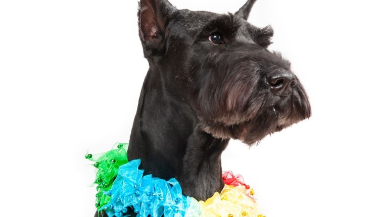 Midlee Rainbow Decorative Dog Collar